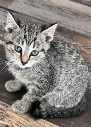 Simon (bonded with Sally)
