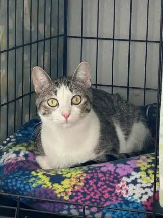 Sally (Bonded with Simon)