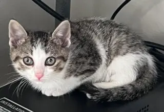 Sally (Bonded with Simon)
