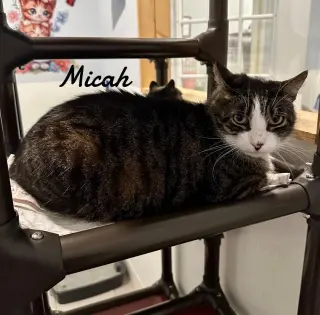 Micah