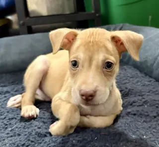 Coco