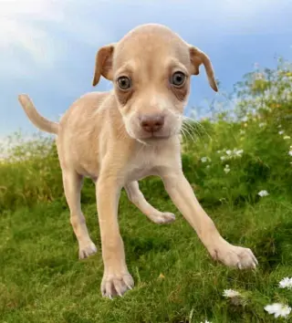 Coco
