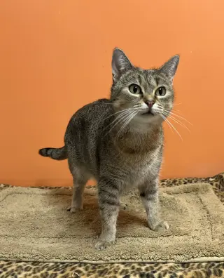 Bea