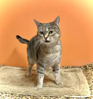 Bea