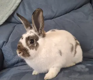 Hazelnut