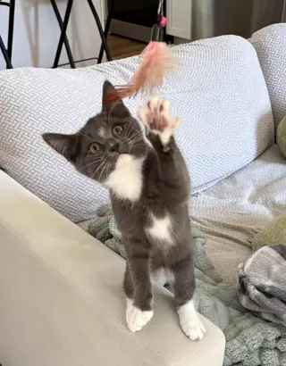 Bob