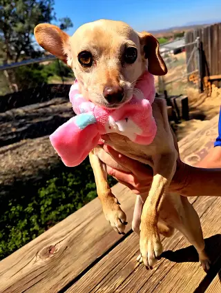 Taffy