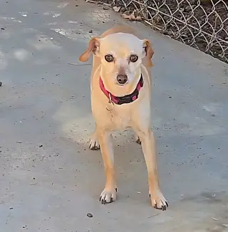 Taffy