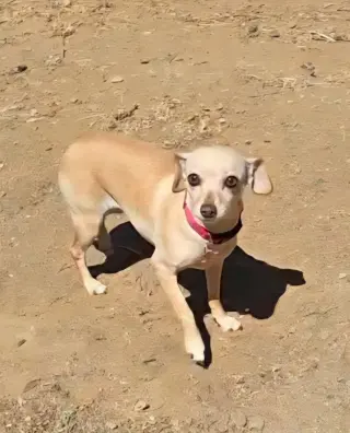 Taffy