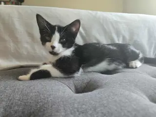 Bond