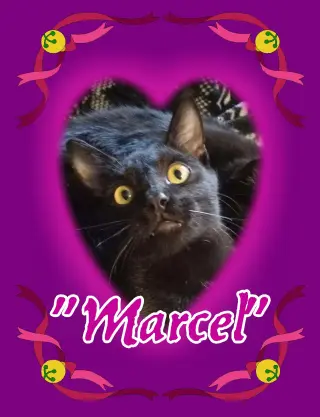 ***Marcel