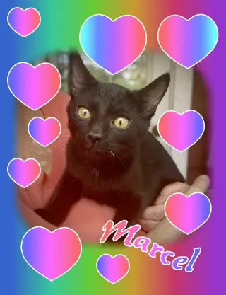 ***Marcel