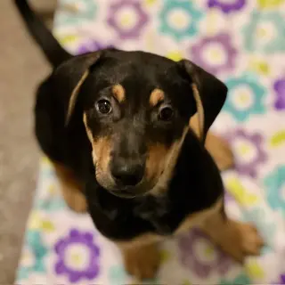 Puppies Large Breed!