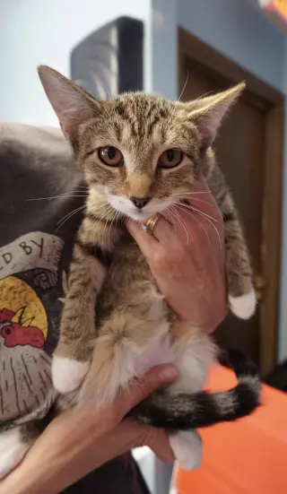 Tiger Lily