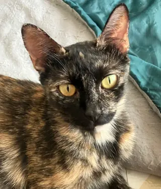 Sunny