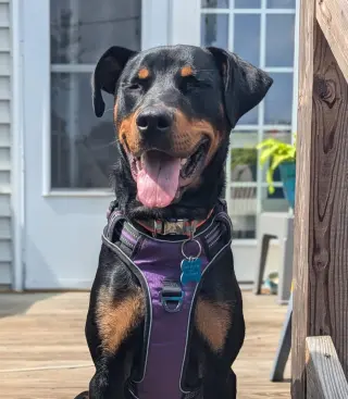 Maggie
