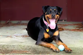 Maggie