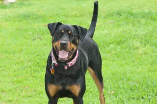 Maggie