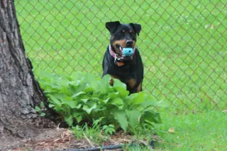 Maggie