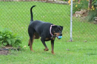 Maggie