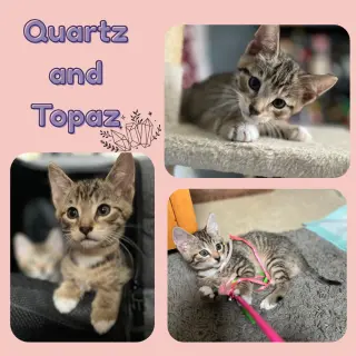 Quartz and Topaz of the Purring Gemstone Litter!