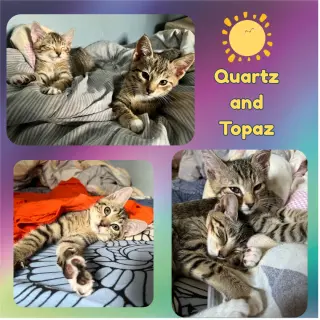 Quartz and Topaz of the Purring Gemstone Litter!