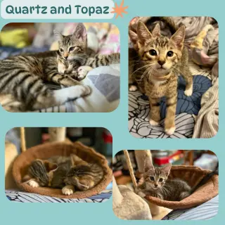 Quartz and Topaz of the Purring Gemstone Litter!
