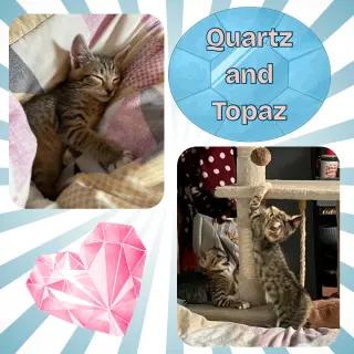 Quartz and Topaz of the Purring Gemstone Litter!