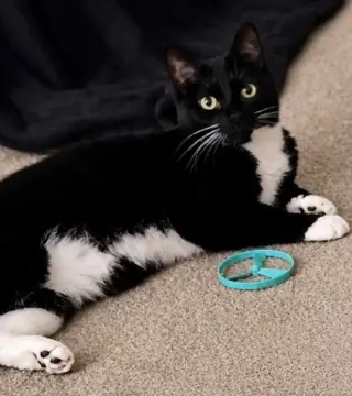 Martina (Bonded with Lady)