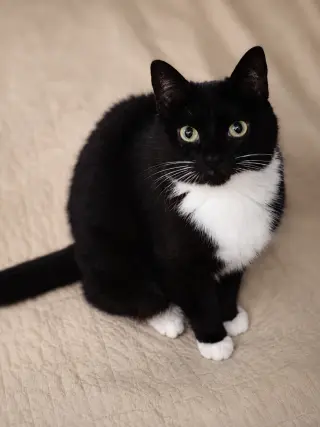 Martina (Bonded with Lady)