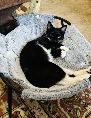 Martina (Bonded with Lady)