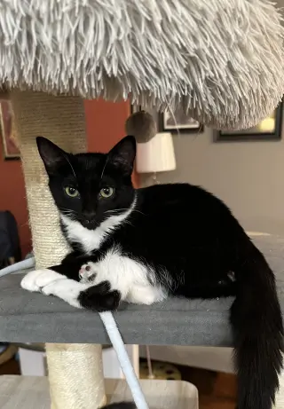 Martina (Bonded with Lady)