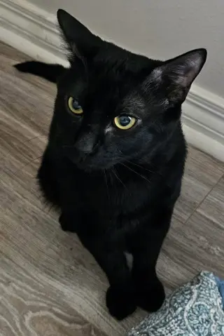 Jinx