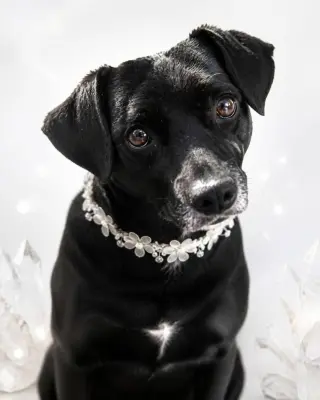 Gidget