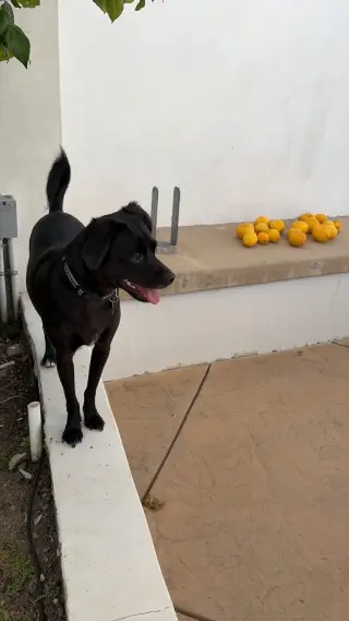 Baxter