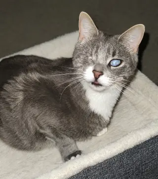 Lady (Bonded with Martina)