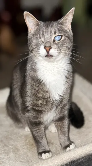Lady (Bonded with Martina)