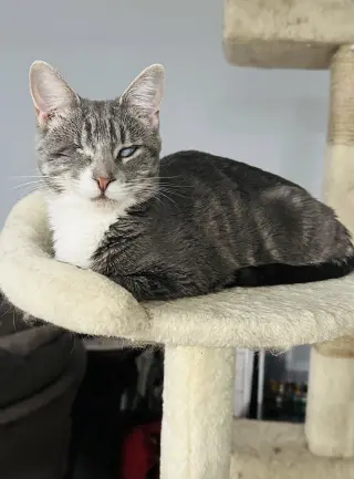 Lady (Bonded with Martina)