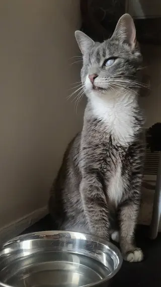 Lady (Bonded with Martina)