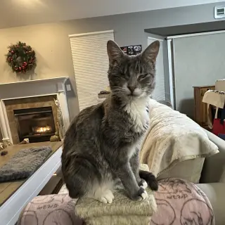 Lady (Bonded with Martina)