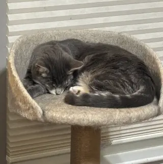 Lady (Bonded with Martina)