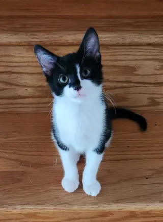 Chip