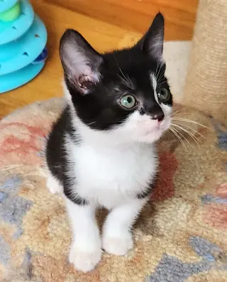 Chip