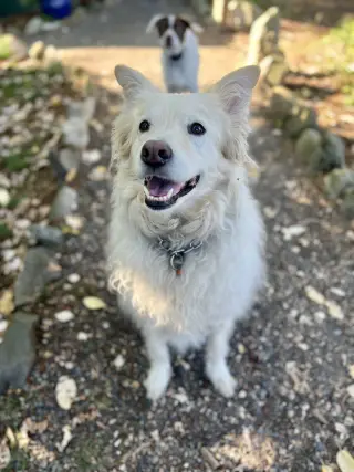 Louie the Great