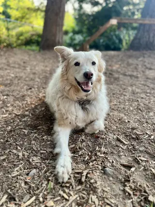Louie the Great