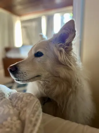 Louie the Great