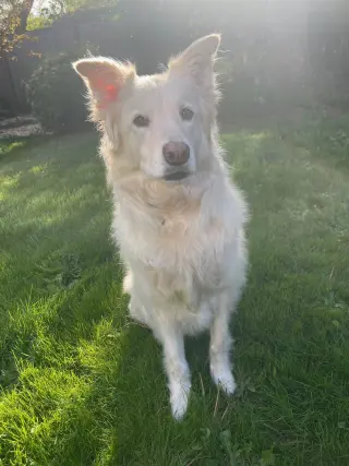 Louie the Great