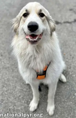 Hope in MA - Loves Toys & Belly Rubs!