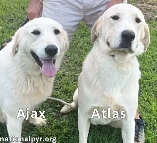Atlas & Ajax in AL - Playful Bonded Pair!