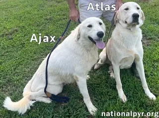 Atlas & Ajax in AL - Playful Bonded Pair!